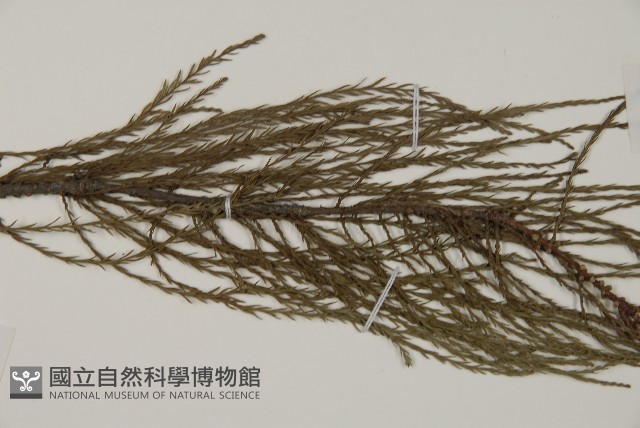 池杉藏品圖，第4張