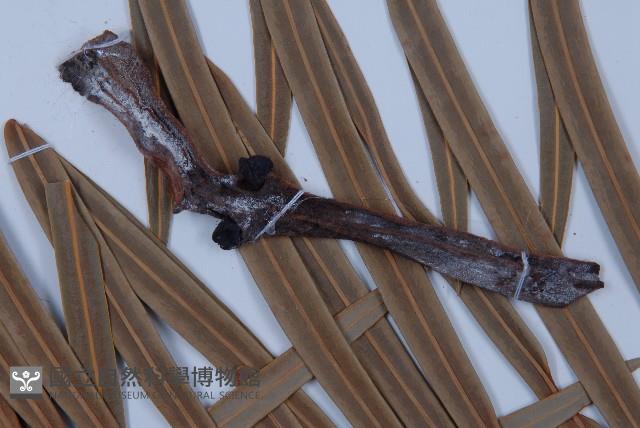 光果蘇鐵藏品圖，第4張