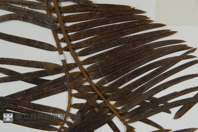 三尖杉藏品圖，第4張