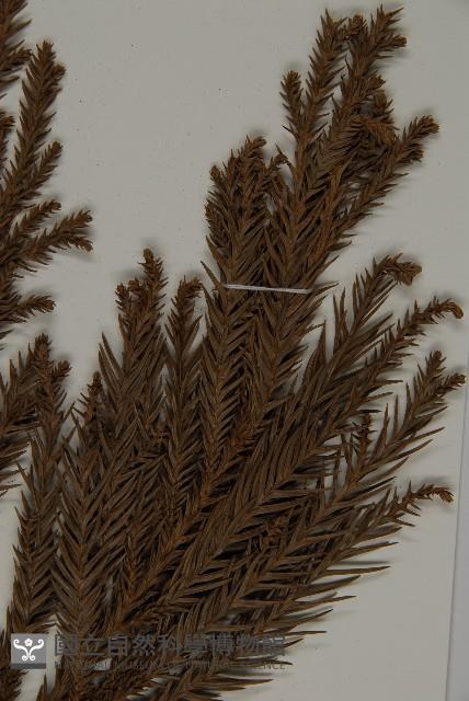 柳杉藏品圖，第4張