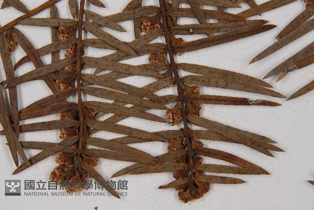 臺灣粗榧、台灣三尖杉藏品圖，第4張