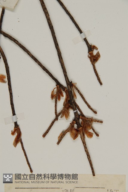 黃杉藏品圖，第4張