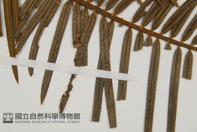 三尖杉藏品圖，第4張