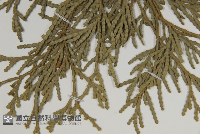 台灣肖楠藏品圖，第4張