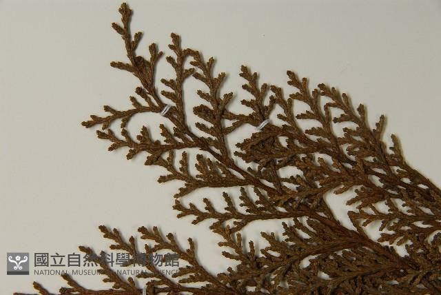 臺灣扁柏藏品圖，第4張