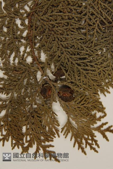 側柏藏品圖，第4張