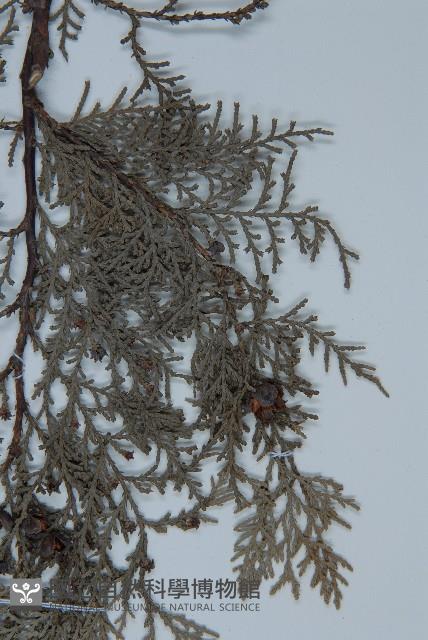 側柏藏品圖，第4張