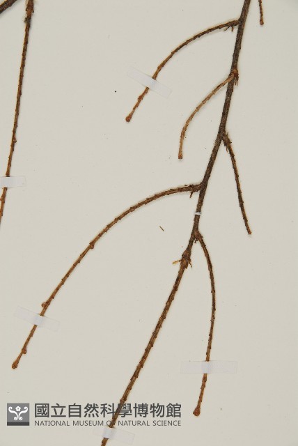 雲南鐵杉藏品圖，第4張