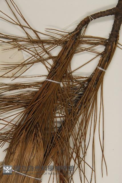 馬尾松藏品圖，第4張