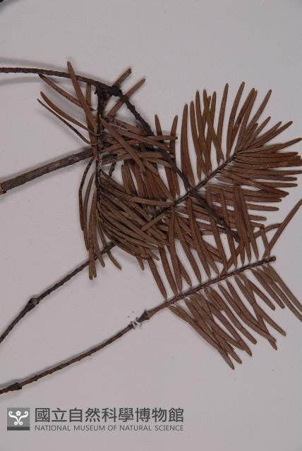 臺灣黃杉藏品圖，第3張