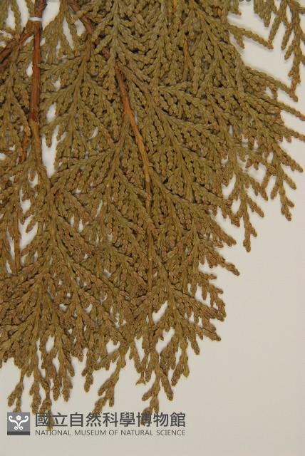 側柏藏品圖，第4張