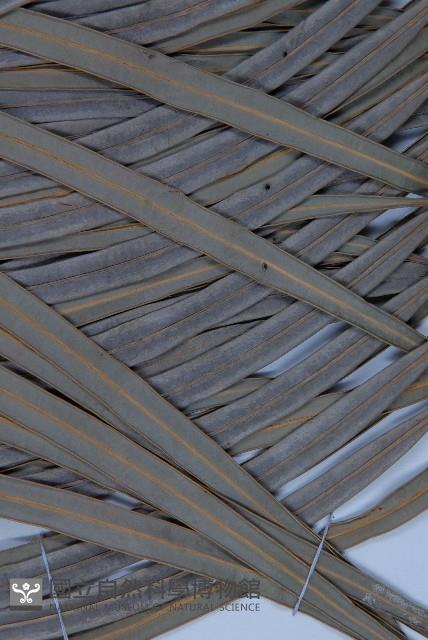 光果蘇鐵藏品圖，第4張