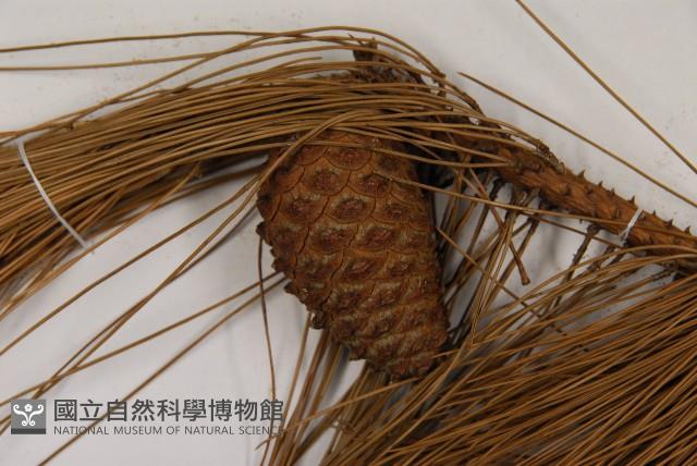 臺灣二葉松藏品圖，第3張
