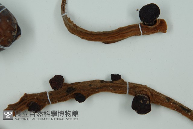 光果蘇鐵藏品圖，第4張