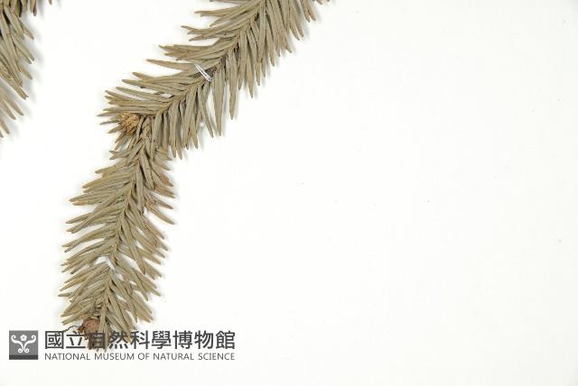 巒大杉、香杉藏品圖，第4張