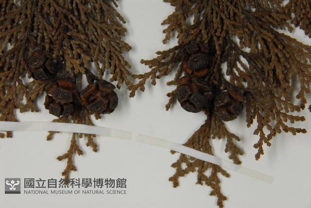 日本扁柏藏品圖，第4張