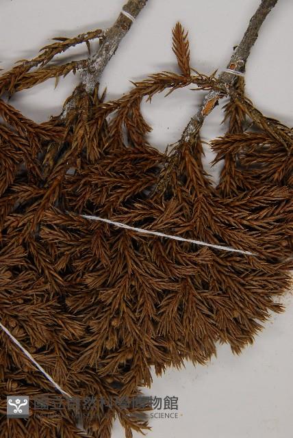 香青藏品圖，第4張