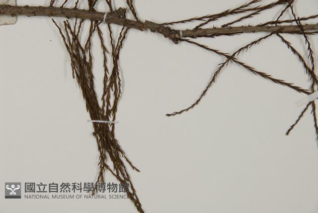 池杉藏品圖，第4張