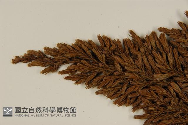 香青藏品圖，第4張