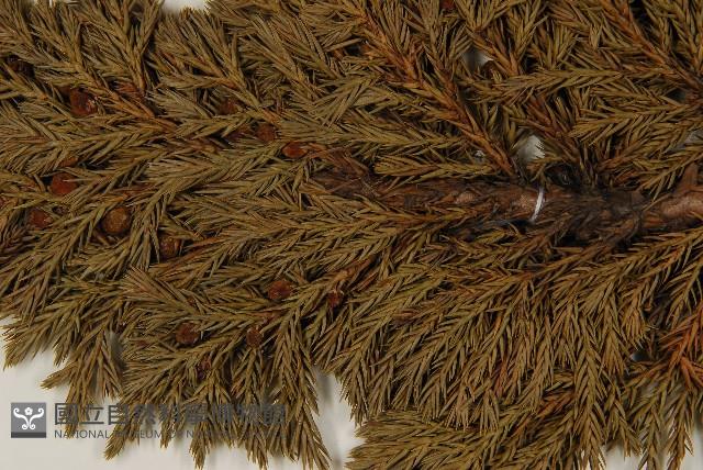 香青藏品圖，第4張