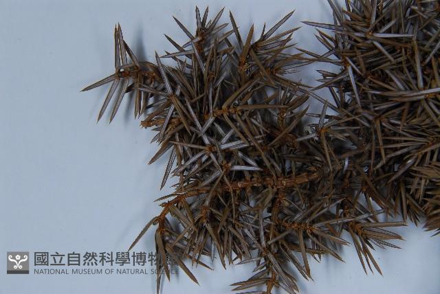 Formosan juniper Collection Image, Figure 4, Total 5 Figures