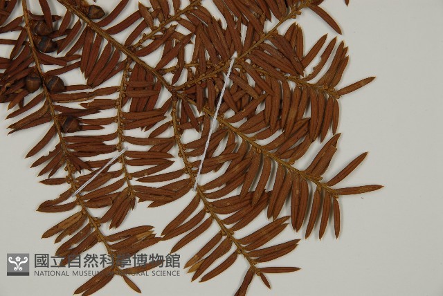紅豆杉藏品圖，第4張