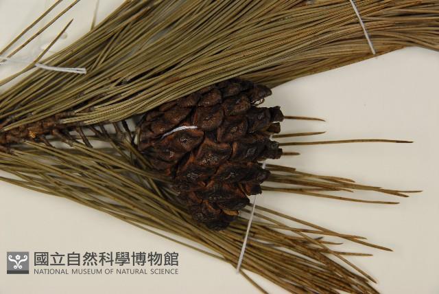 臺灣二葉松藏品圖，第3張