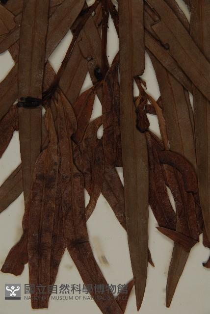 桃實百日青藏品圖，第4張