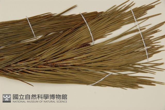 臺灣二葉松藏品圖，第4張