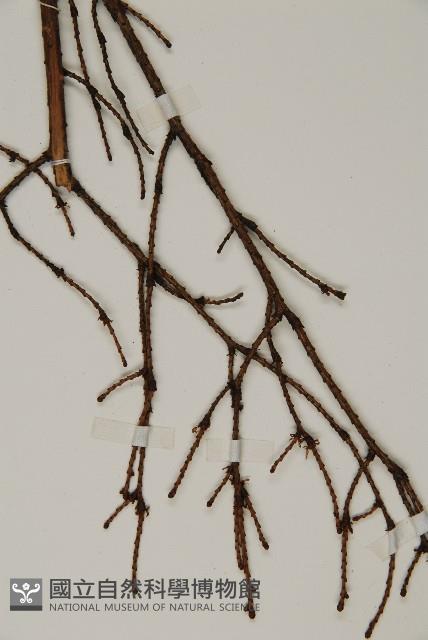 南方鐵杉藏品圖，第4張