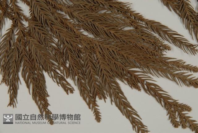 柳杉藏品圖，第4張