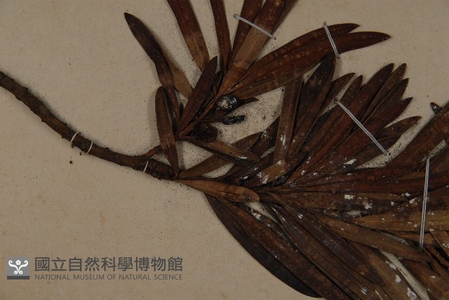大葉羅漢松藏品圖，第4張