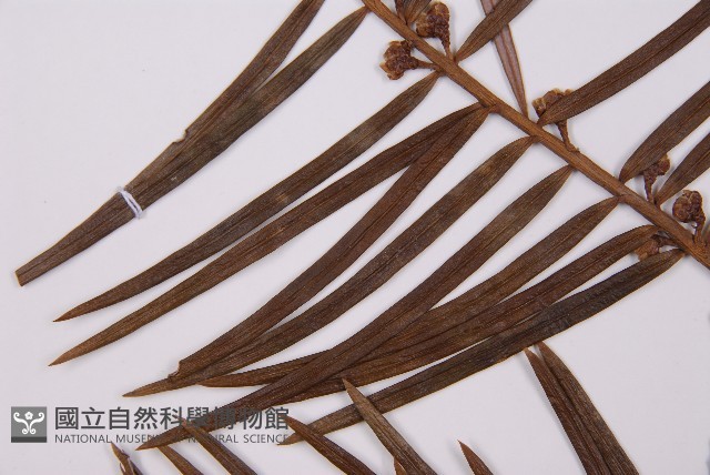 三尖杉藏品圖，第4張