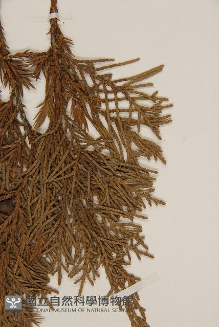 檜柏藏品圖，第4張