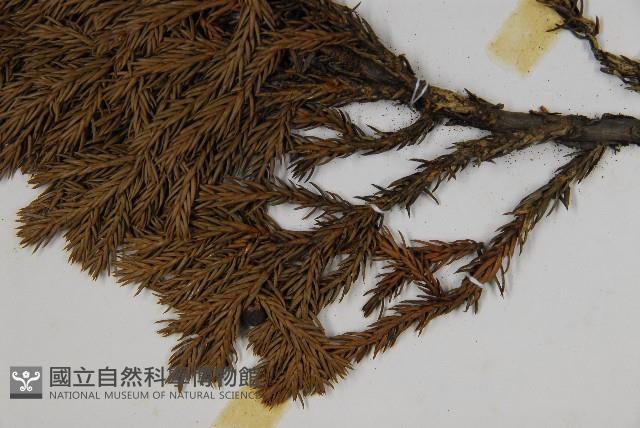 香青藏品圖，第4張