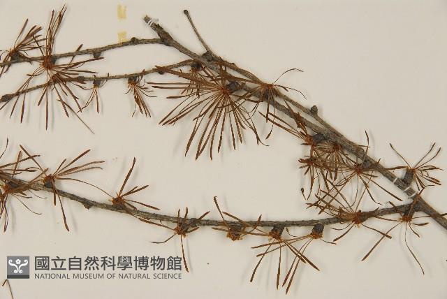 日本落葉松藏品圖，第4張