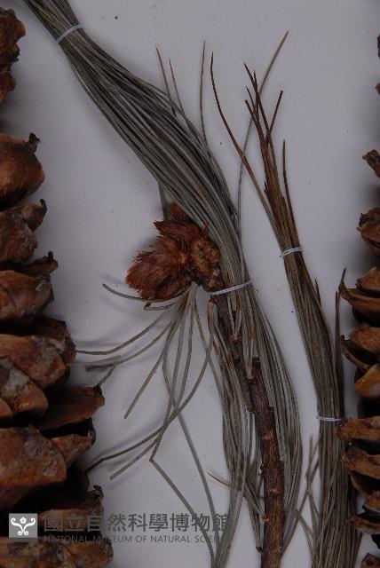 登錄號:G001059藏品圖，第4張