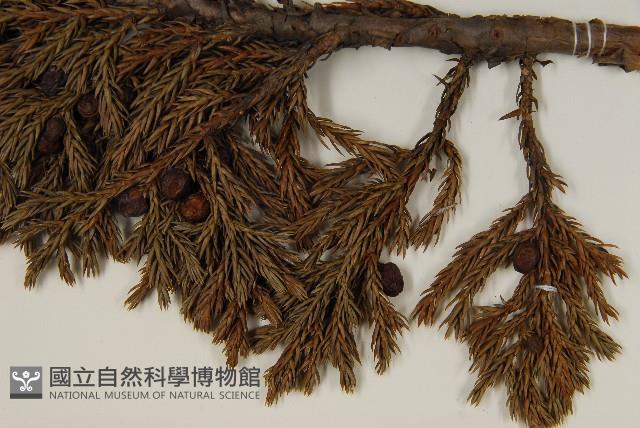 香青藏品圖，第4張