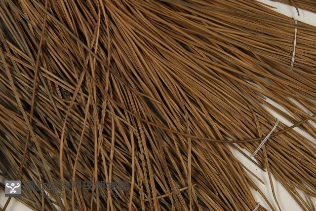 加拿利刺松藏品圖，第4張