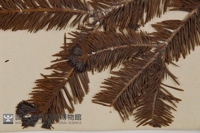 臺灣冷杉藏品圖，第4張