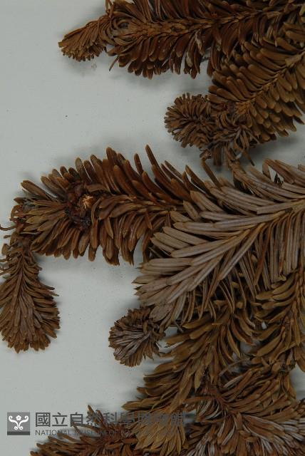 中甸冷杉藏品圖，第4張