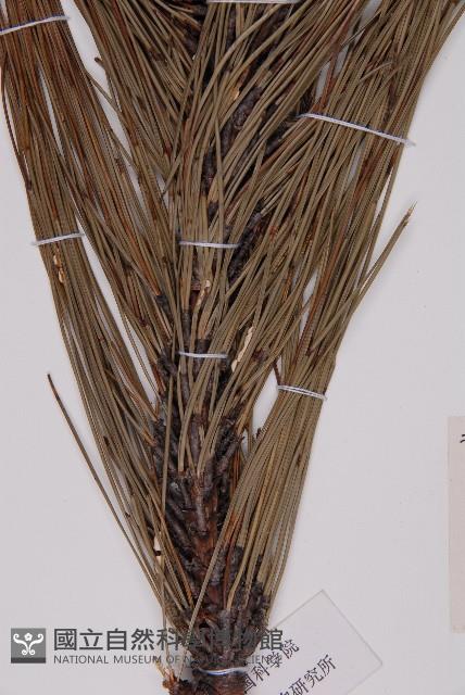 地盤松藏品圖，第4張