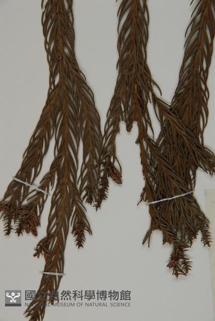 柳杉藏品圖，第4張