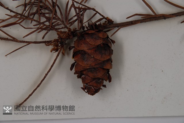 臺灣黃杉藏品圖，第3張