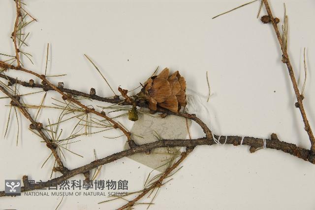 長白落葉松藏品圖，第4張