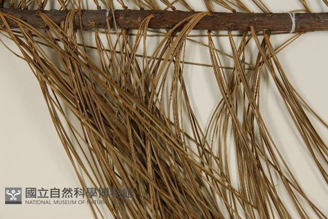 臺灣華山松藏品圖，第4張