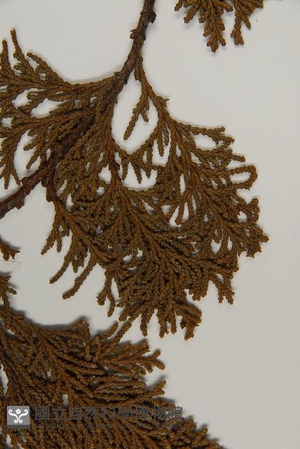 臺灣扁柏藏品圖，第4張