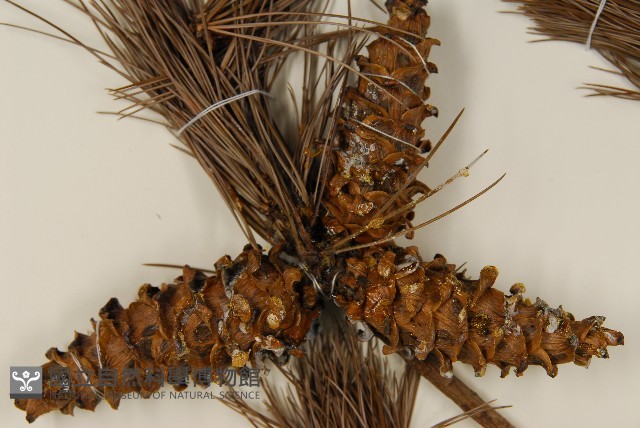 臺灣五葉松藏品圖，第3張