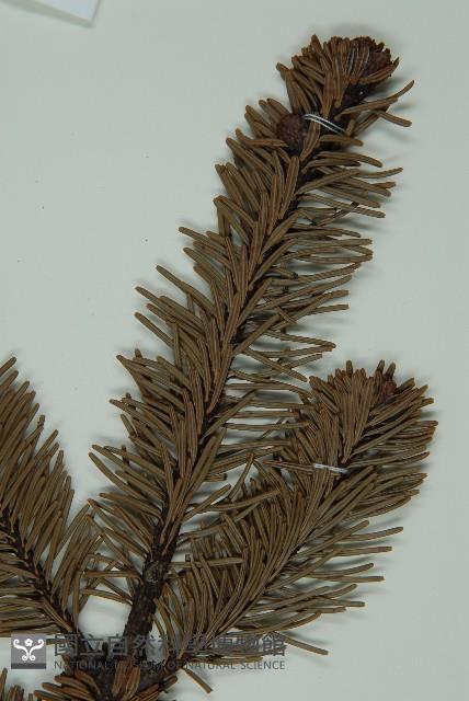 蒼山冷杉藏品圖，第4張