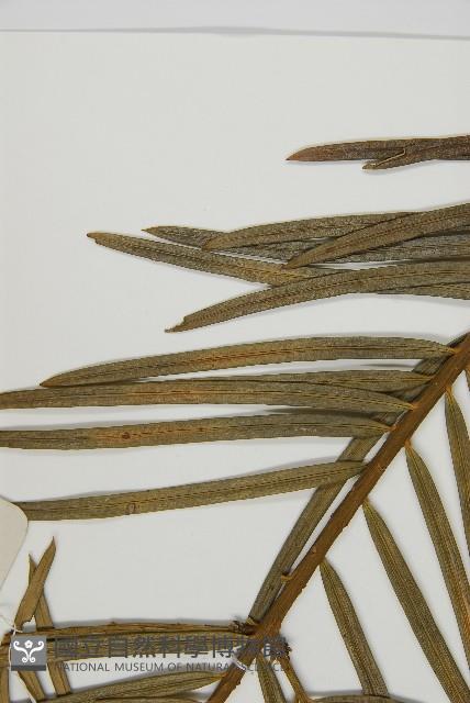 三尖杉藏品圖，第4張